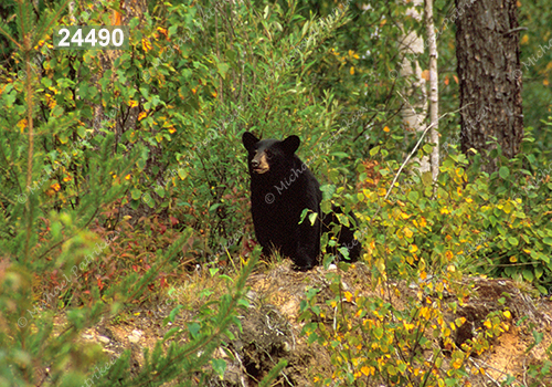 American Black Bear (Ursus americanus)